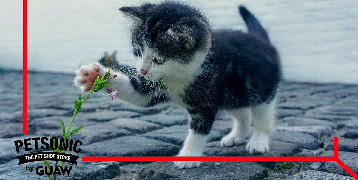 ¡Dato curioso: nuestros amigos felinos detestan olores como el de la cebolla o el vinagre! ¿Conoces algún otro olor que pueda aborrecer tu gato? Cuéntanoslo en comentarios 👇😺🧅

#adorableanimals #catlover #animals
