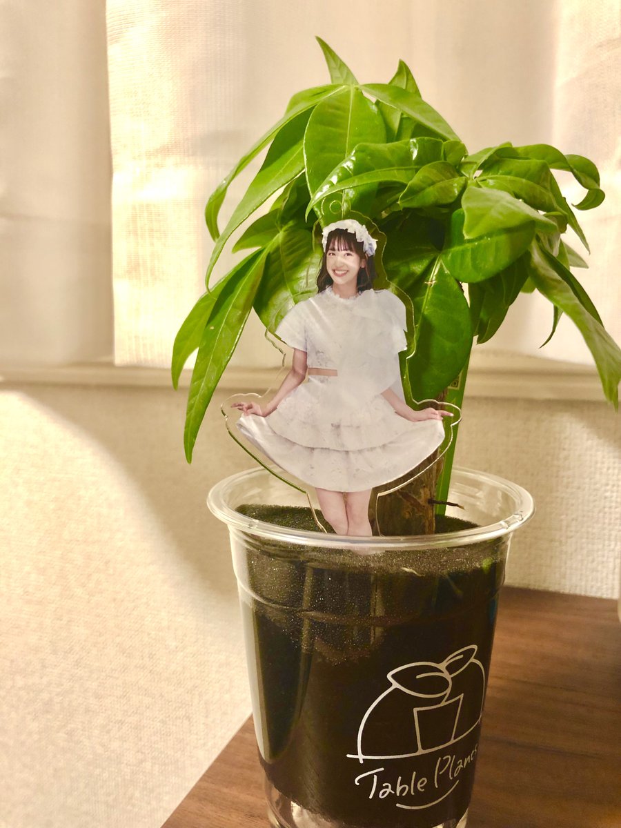 mokugyo_idol's tweet photo. WebCMに出てた子が宇宙一かわいくて買いました🌿(パキラ)
いっぱい育ってね🌱🌱🌱🌱🌱
#TablePlants　#田崎礼奈 https://t.co/rD6sdcNp9e