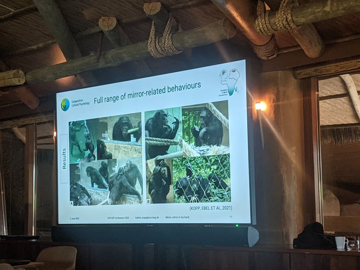 Wonderful videos from Kopp et al of chimpanzees checking themselves out in mirrors in a study of mirror-self recognition. teeth picking, tongue waggling and anal gazing seem especially popular. Chimps are such awesome goofballs 😊 @EFP_GfP2022 #EFP_GfP2022