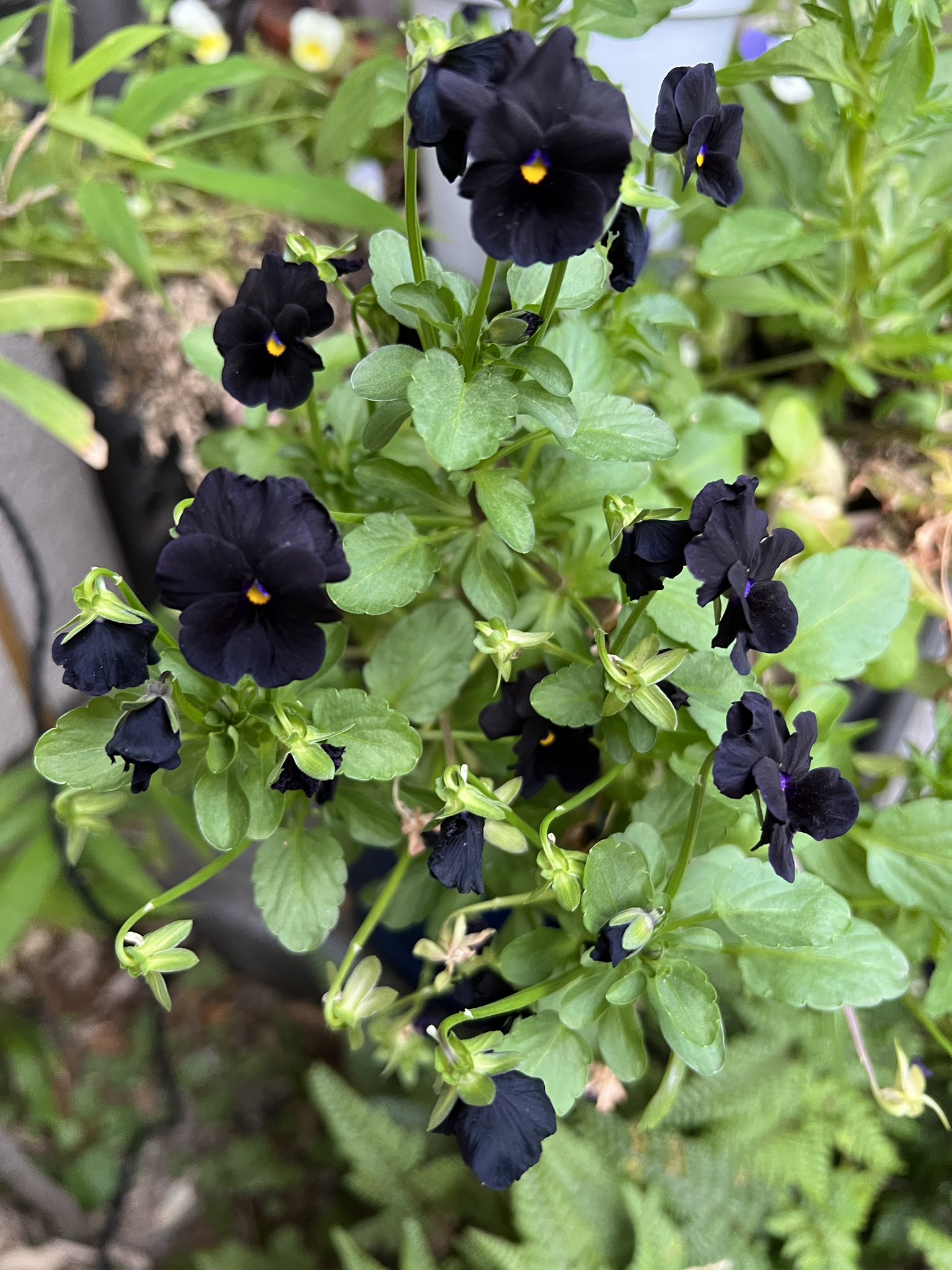 かのこ 山のカフェ 菊一文珠四郎包永 実家 中の人 の庭に黒いパンジーが咲いててびっくりした パンジー 黒 T Co Y5n7g74ugj Twitter
