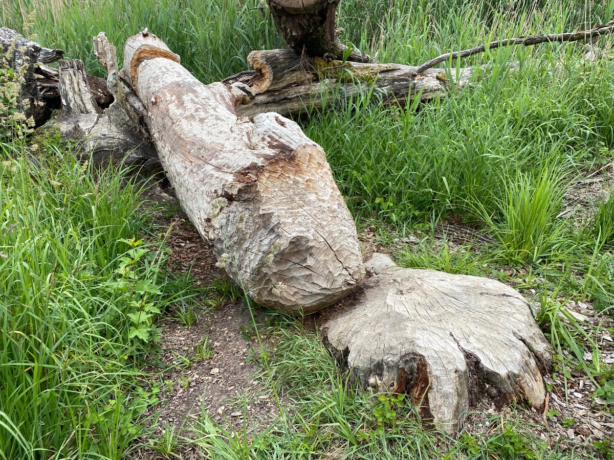 After two years of hard work a beaver finally managed to cut down the tree we use for our mosquito traps