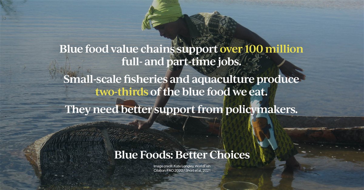 ACCLCInitiative's tweet image. Small actors are the engine of aquatic food systems but are often neglected by policymakers and markets. Actively including &amp;amp; empowering small-scale actors in blue food governance can lead to more effective policies and improved food system outcomes. #BetterChoices