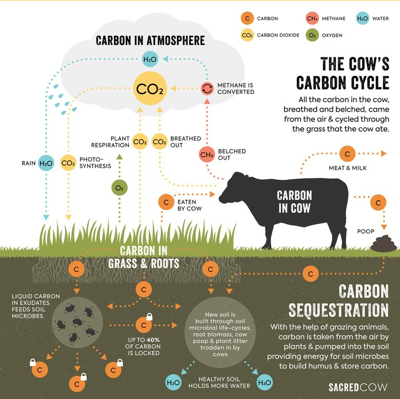 SasasNorthern's tweet photo. Did you know that cattle indirectly put carbon back into the soil? 🌍

The process is called carbon sequestration 🌄

Cattle’s manure contains carbon, which was obtained through eating various plant species, once this decomposes, the organic carbon is put back into the soil 🌽 https://t.co/qoQOJkGurW