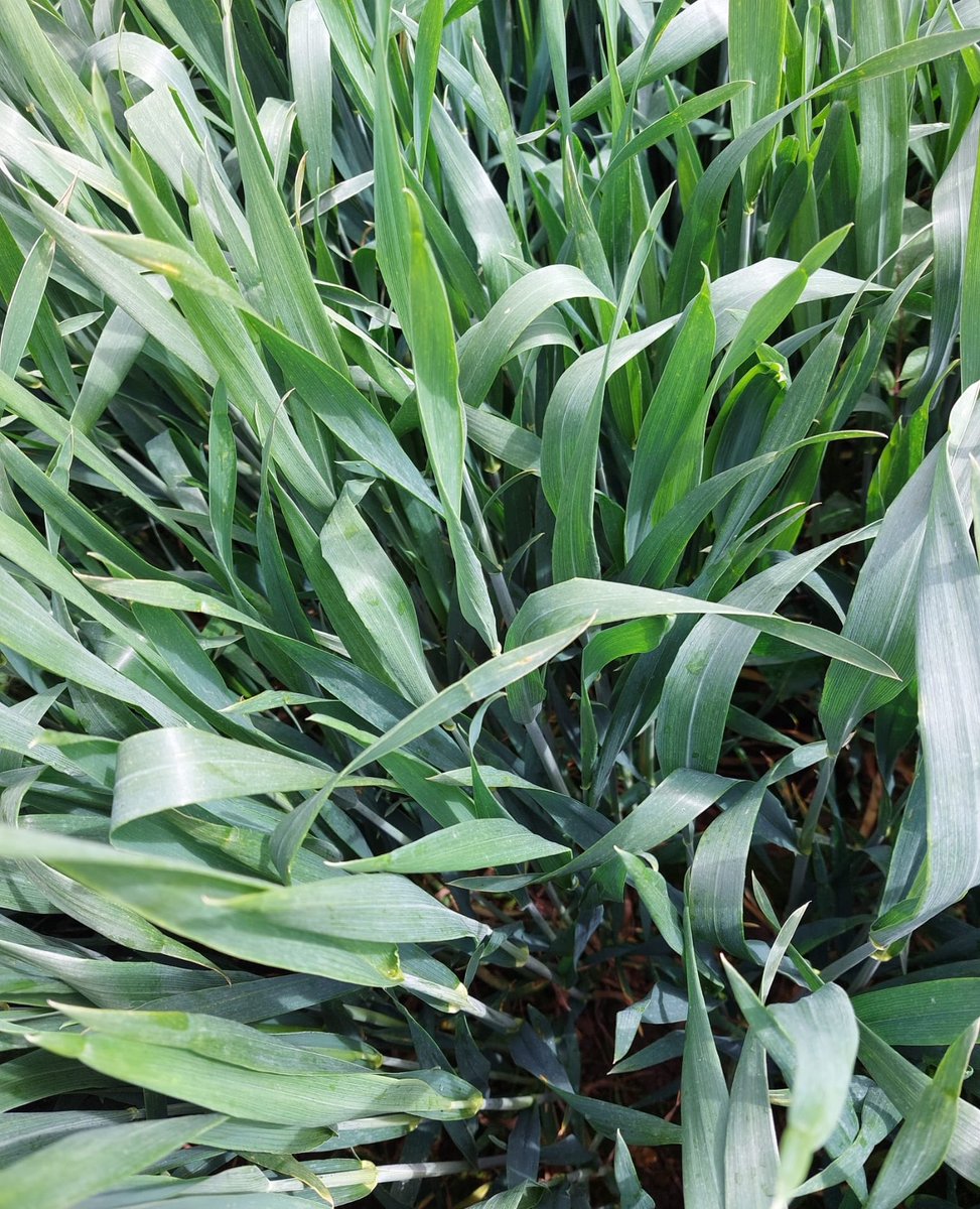 PrecisionNutrit's tweet image. Winter Wheat in the wee county looking good so far - grown with only our bio-brews and nutrition. With current high rainfall levels we will monitor disease pressure closely to guide our next spray decision
#IPM  #weeklycropwalking  #BiologicalFarming