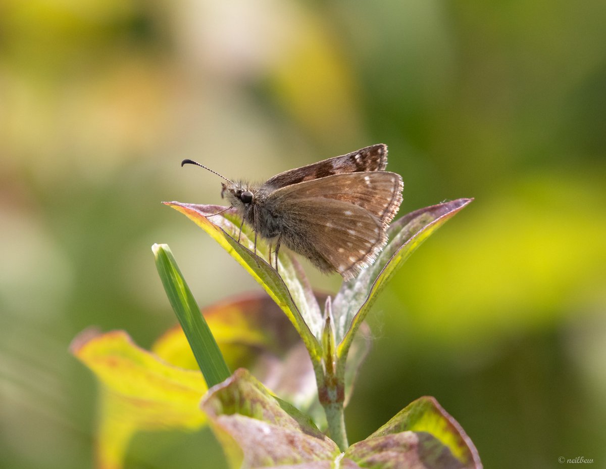 NeilBew's tweet image. Hutchinson’s Bank: Common Blue, Dingy Skipper, Small Blue, Brimstones