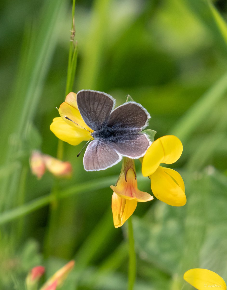 NeilBew's tweet image. Hutchinson’s Bank: Common Blue, Dingy Skipper, Small Blue, Brimstones