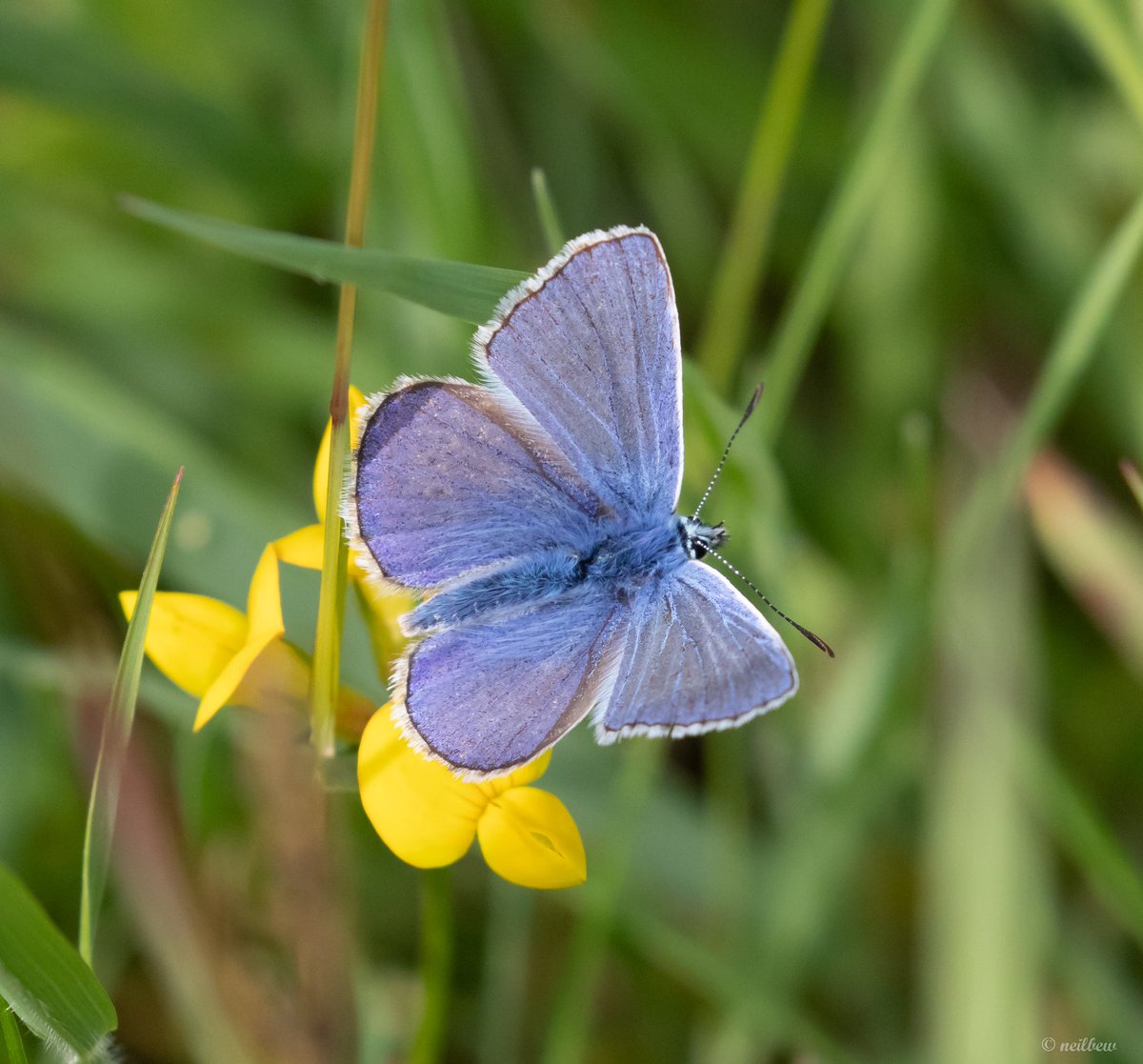 NeilBew's tweet image. Hutchinson’s Bank: Common Blue, Dingy Skipper, Small Blue, Brimstones