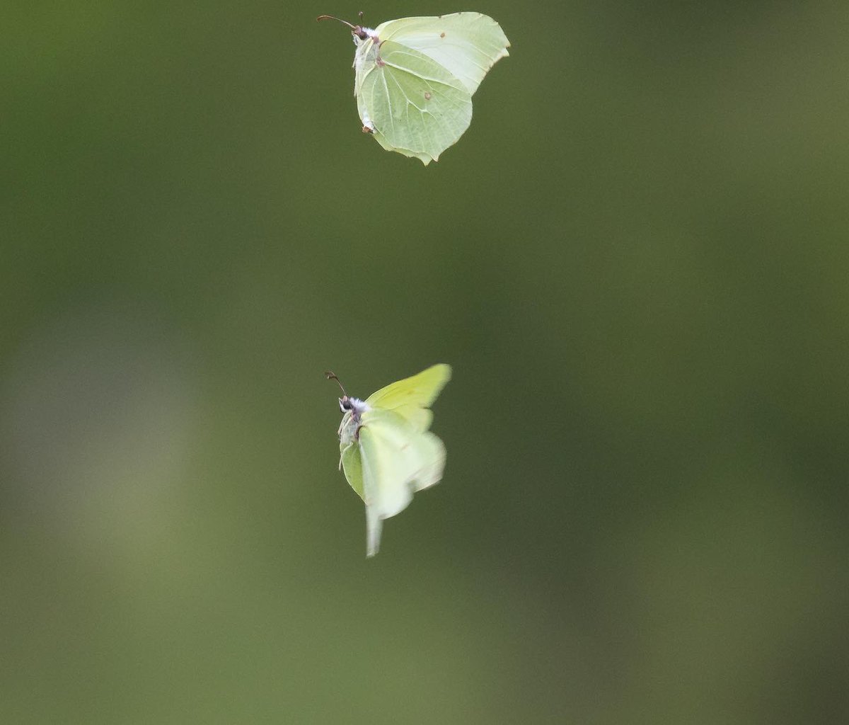 NeilBew's tweet image. Hutchinson’s Bank: Common Blue, Dingy Skipper, Small Blue, Brimstones