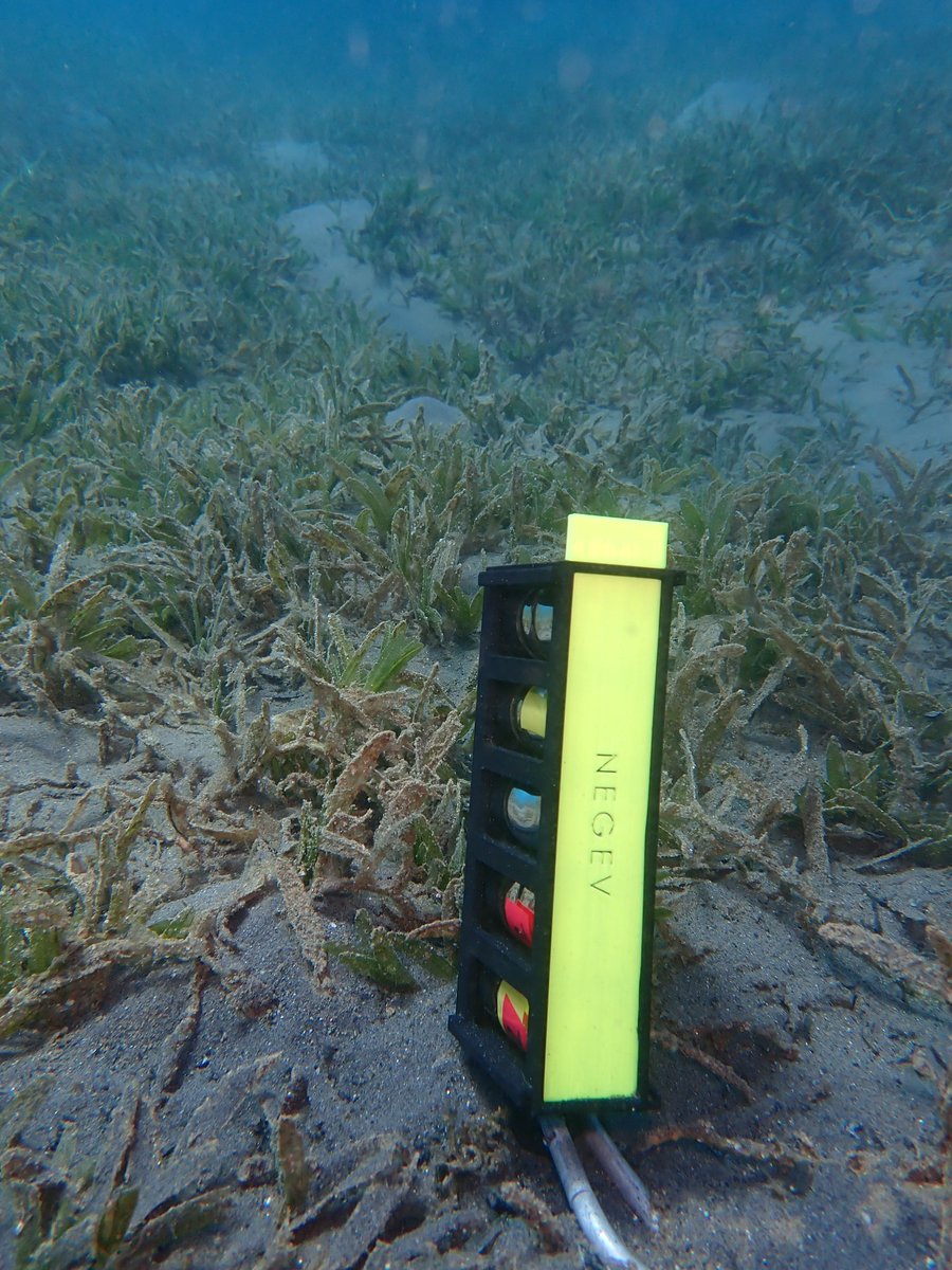 Sampling halophila stipulacea pore waters with <a href="/AntlerGilad/">Gilad Antler</a>, @ZachLavie and <a href="/Neta_Soto28/">Neta Soto</a> 

#seagrass