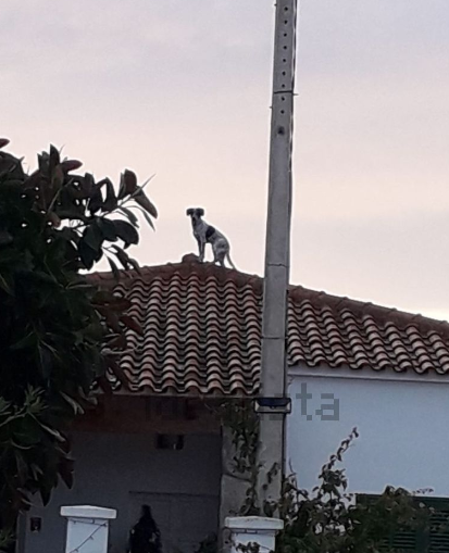 Ultra_AspireMal's tweet photo. When a "competitor" thinks this is the best cover photo to promote a property #forsale here in #Mallorca we simply can't believe it... #dogsoftwitter #dogonahouse #gonetothedogs #DoBetter #homesinthesun #RealEstate #aplaceinthesun https://t.co/TMF6XRTfij