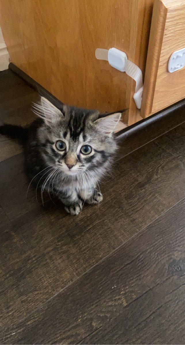 bradyharris11's tweet photo. May I be unhinged with the amount of cat videos and pictures I am taking? Possibly. But just look how cute. 😍😍 https://t.co/89wGyOyAOv