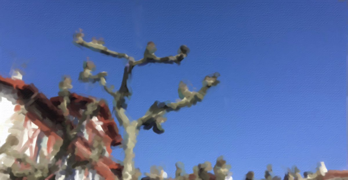 Mais où sont passés
Du ciel ces nuages
Pourtant là il y a peu ?

#haiku #paysbasque #placelouisXIV #saintjeandeluz