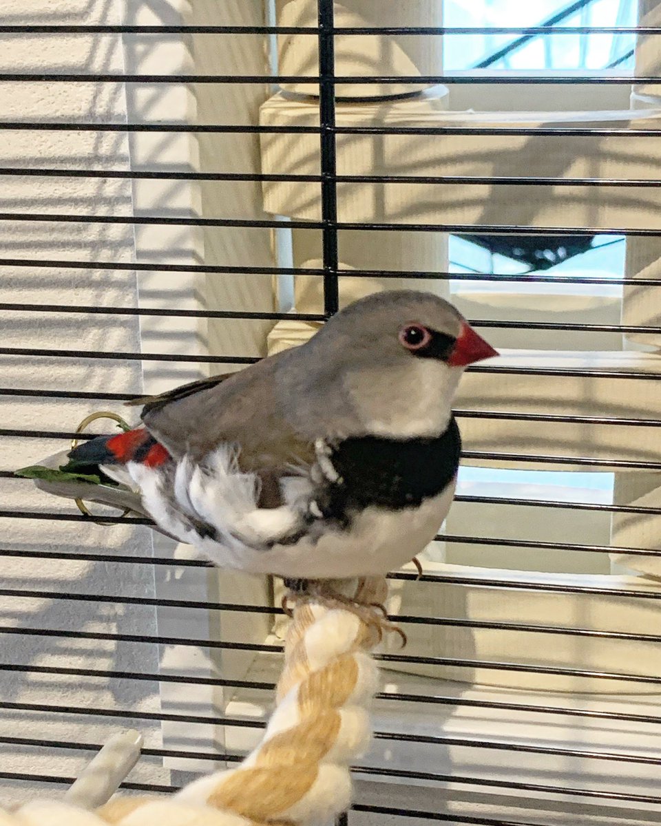 chachamarufinch's tweet photo. 餌が飛び散りにくい！
敷材も飛び散りにくい！
部屋が汚れにくい！

これいいかも✨

#ファープラスト
#カント
#ferplast https://t.co/qBnI7brlHT