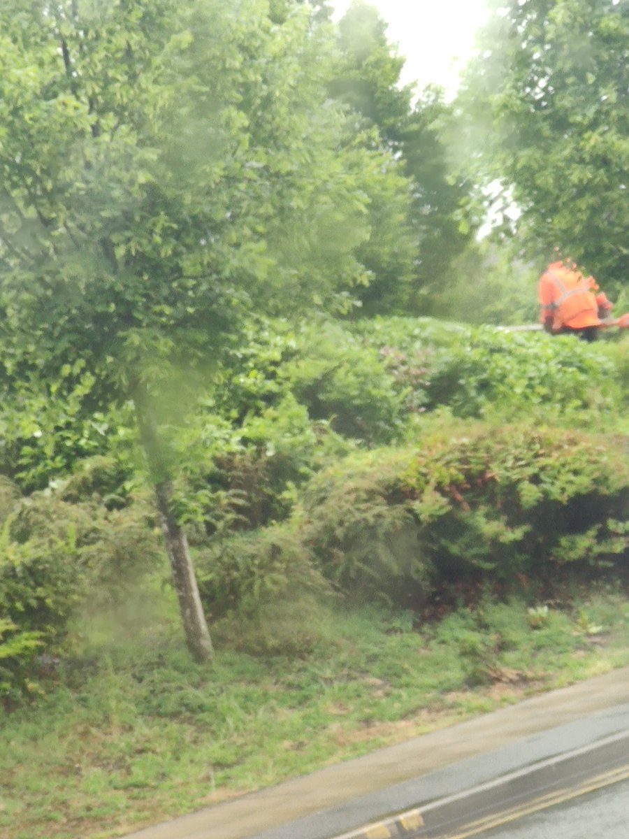 grifbag1's tweet photo. Why on earth are we trimming these already neat hedges @Tesco ..park road Liverpool!!! What an obsession with neatness🙄
Nesting birds..no obvious checking😲...let it grow!
#tesco
#birdsnesting
#letitgrow https://t.co/u3p8ntQIWE