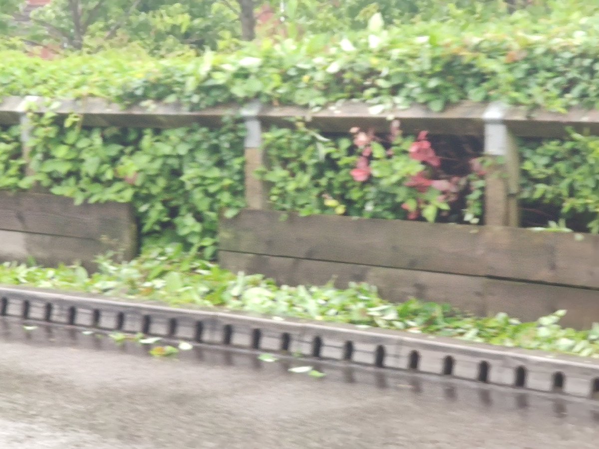 grifbag1's tweet photo. Why on earth are we trimming these already neat hedges @Tesco ..park road Liverpool!!! What an obsession with neatness🙄
Nesting birds..no obvious checking😲...let it grow!
#tesco
#birdsnesting
#letitgrow https://t.co/u3p8ntQIWE