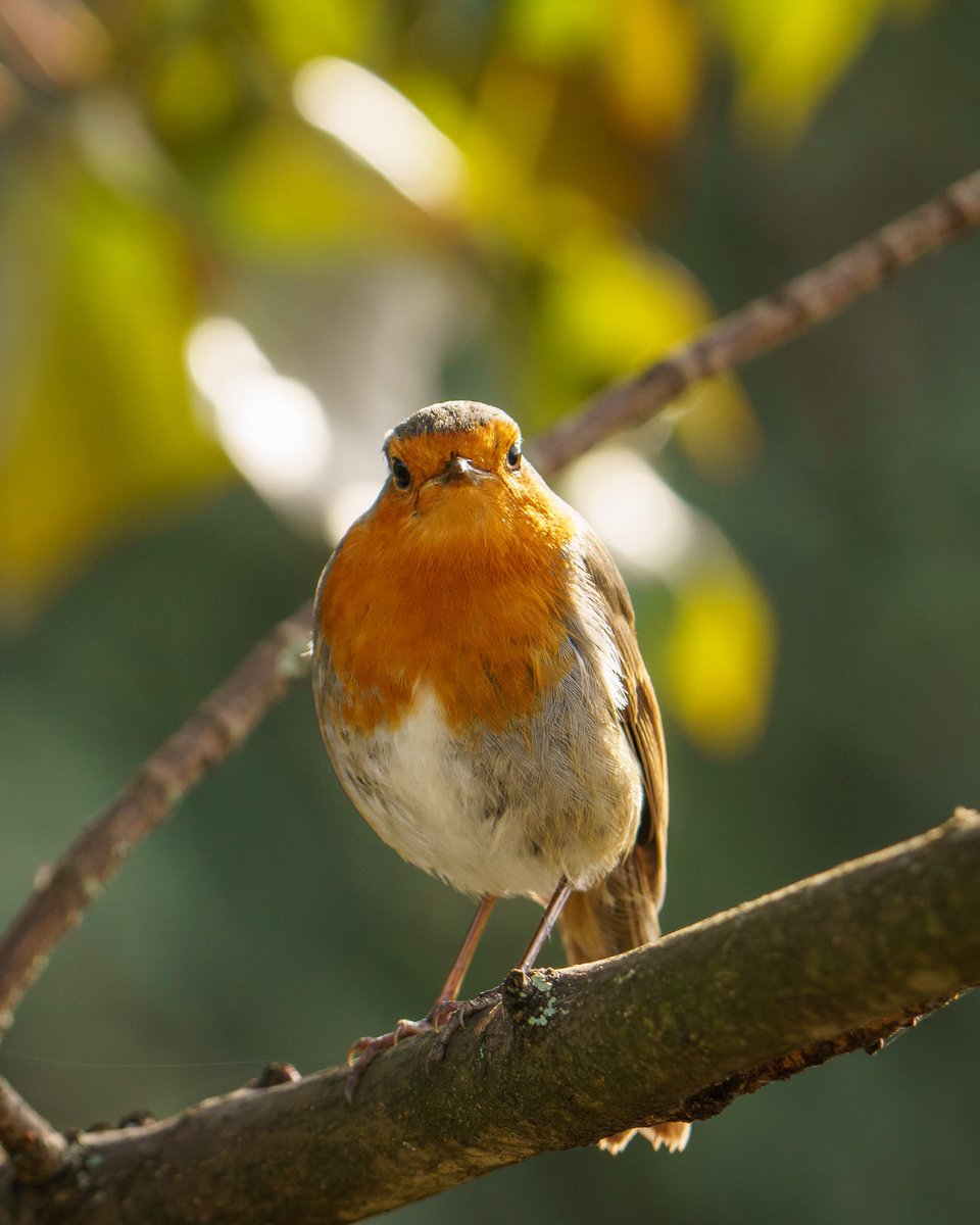 Robin
.
.
#bird #birds #eye_spy_birds #eye_spy_nature #nature #wildlifelovers #wildlifephotography #wildlifepictures #wildlifeonearth #wildlifebirds #naturelovers #birdlovers365 #birdfreaks #birdsonearth #birdgang