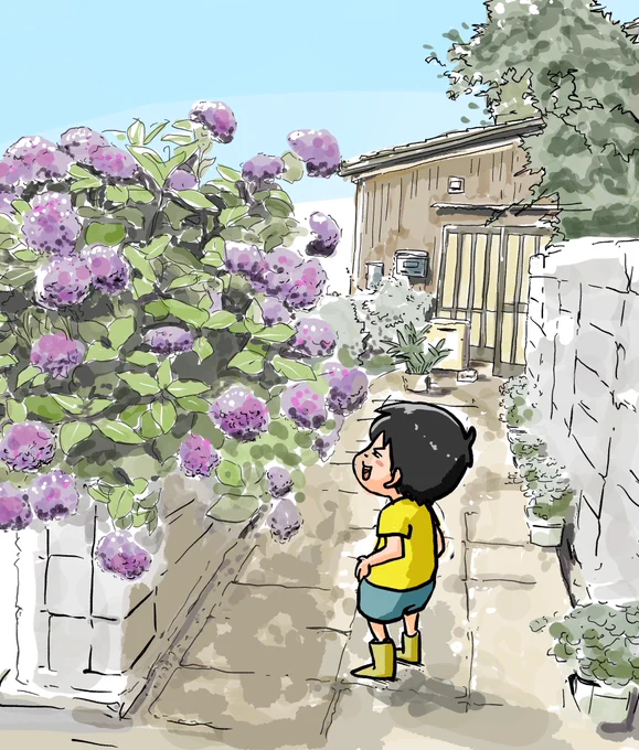 もうすぐ紫陽花の季節ですね 