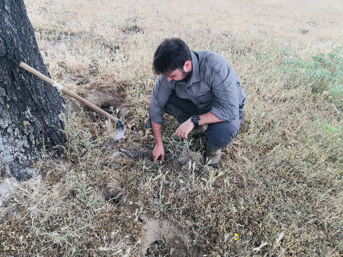 IDForest tweet media