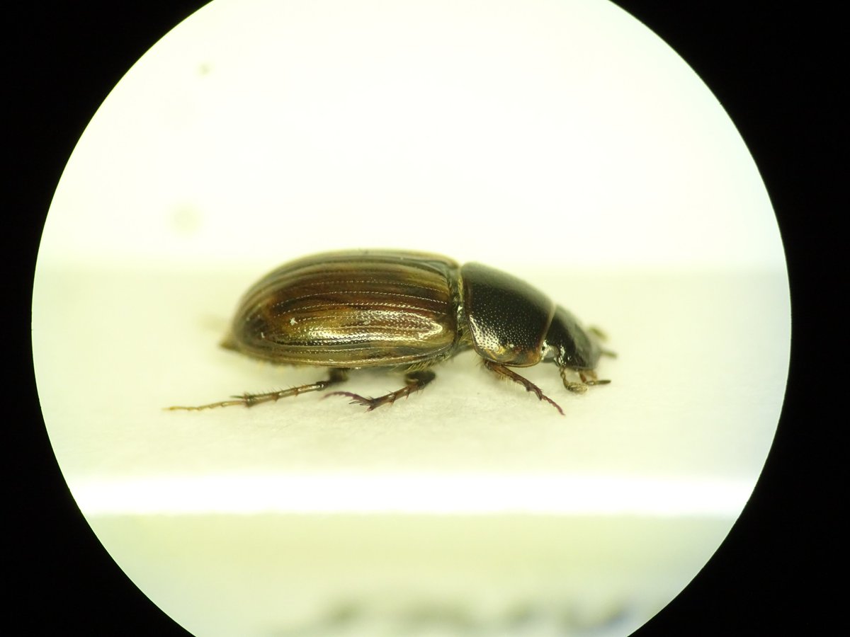 Is this just Melinopterus prodromus or possible consputus? Weak lateral angles to head and slight orange colouration in front of eyes suggests consputus?  But short hairs on elytral apex would suggest prodromus.  Assuming I'm in right genera of course!? <a href="/BScarabs/">British Scarabs</a>