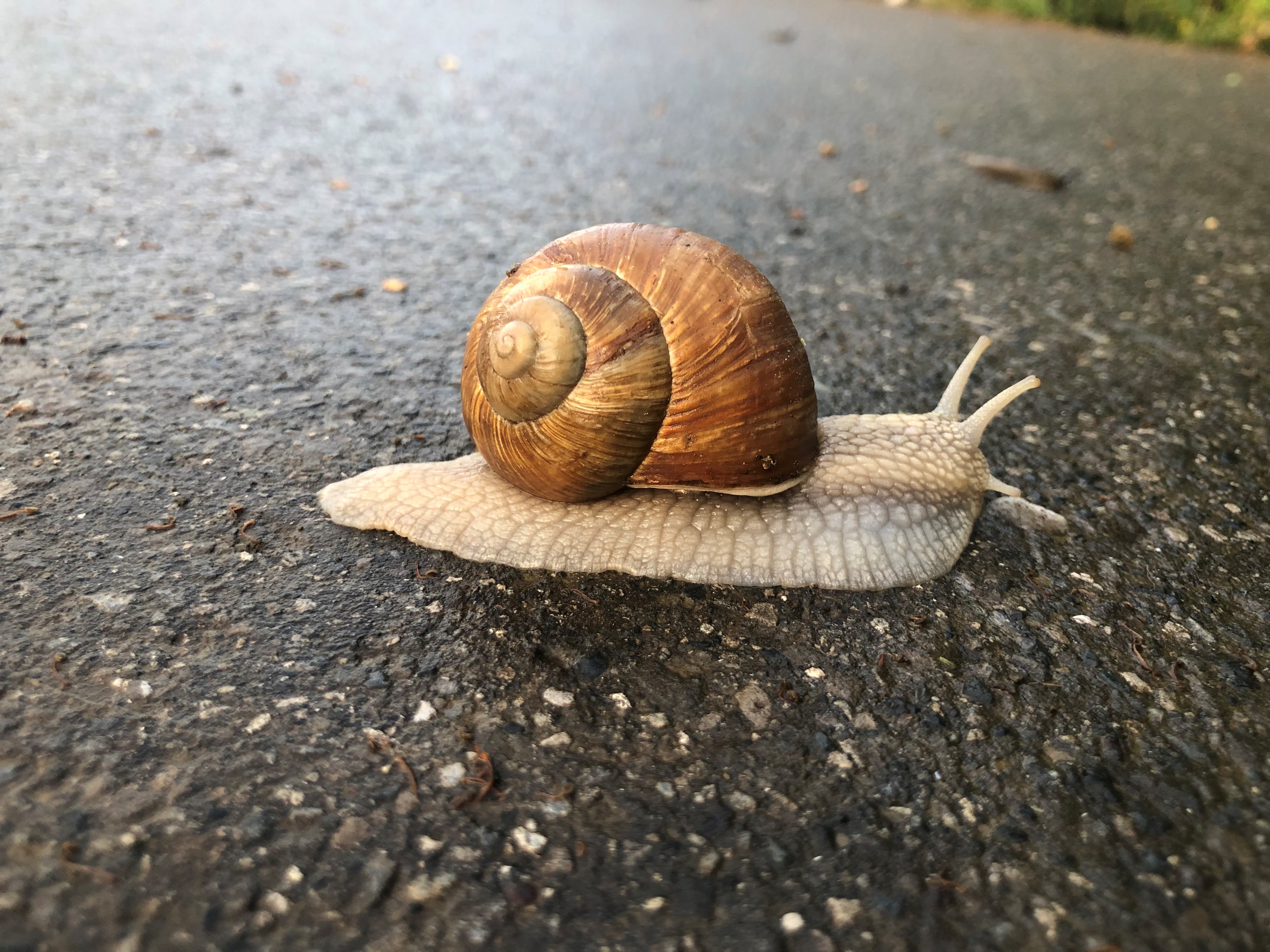 Mnhnlzoology Mnhnlzoology Twitter