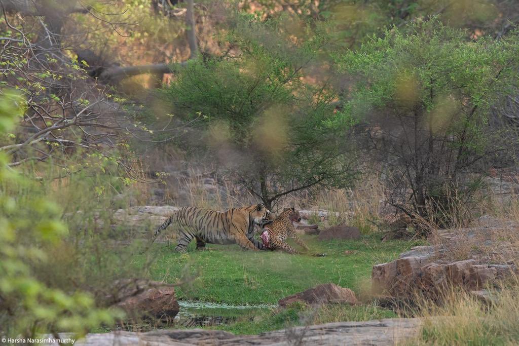 Asadjwr's tweet photo. @adityadickysin Is that Ranthambore ? https://t.co/0ONELoIfJb