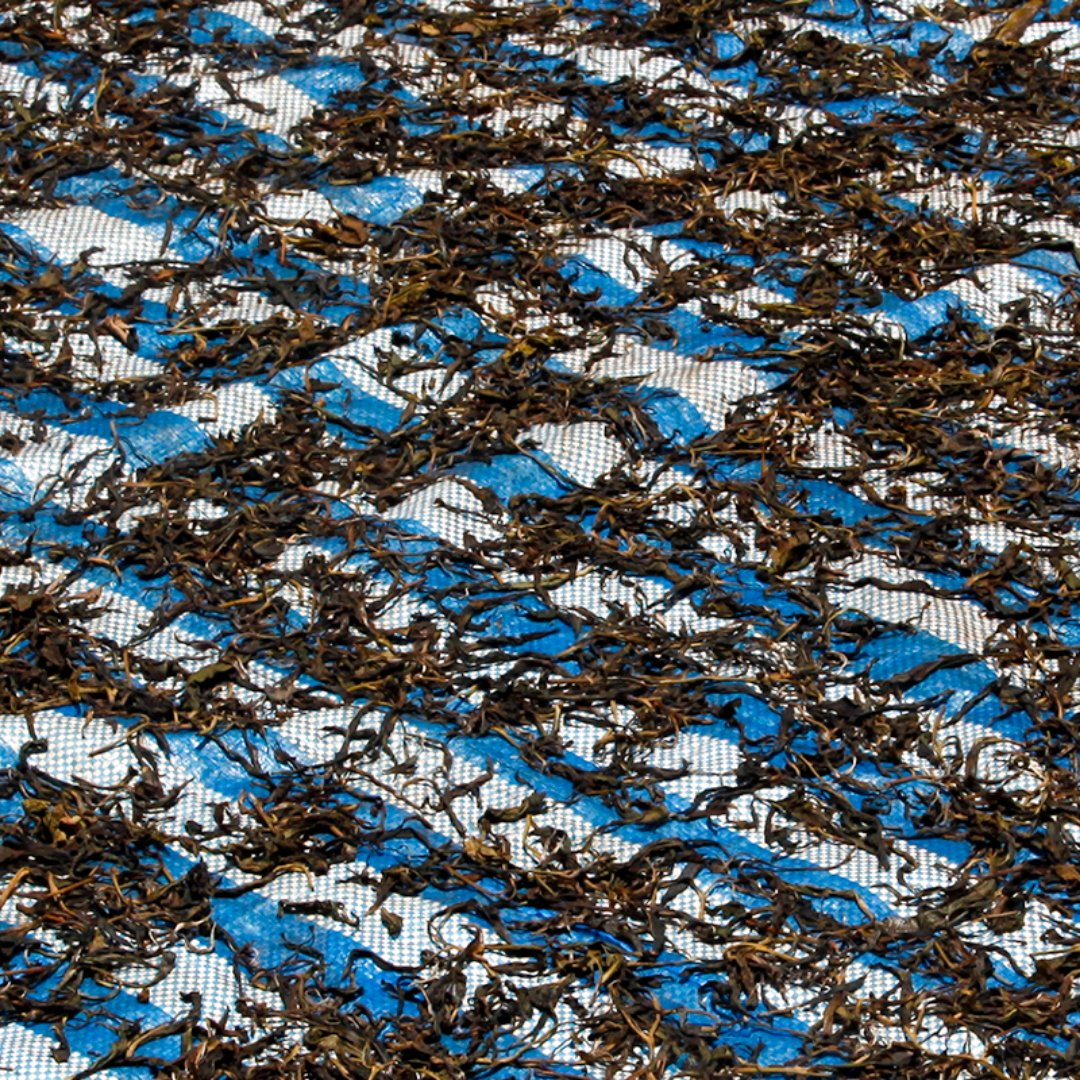 Cette semaine, François-Xavier Delmas nous explique qu’il n’y a pas qu’une seule manière de manufacturer un mao cha. 🌱
Découvrez en plus sur le blog chercheurdethe.com
.
.
.
#chercheurdethe #fxdelmas #palaisdesthes #thé #puerh #thésombre #thailande #blog #voyage #travelblog