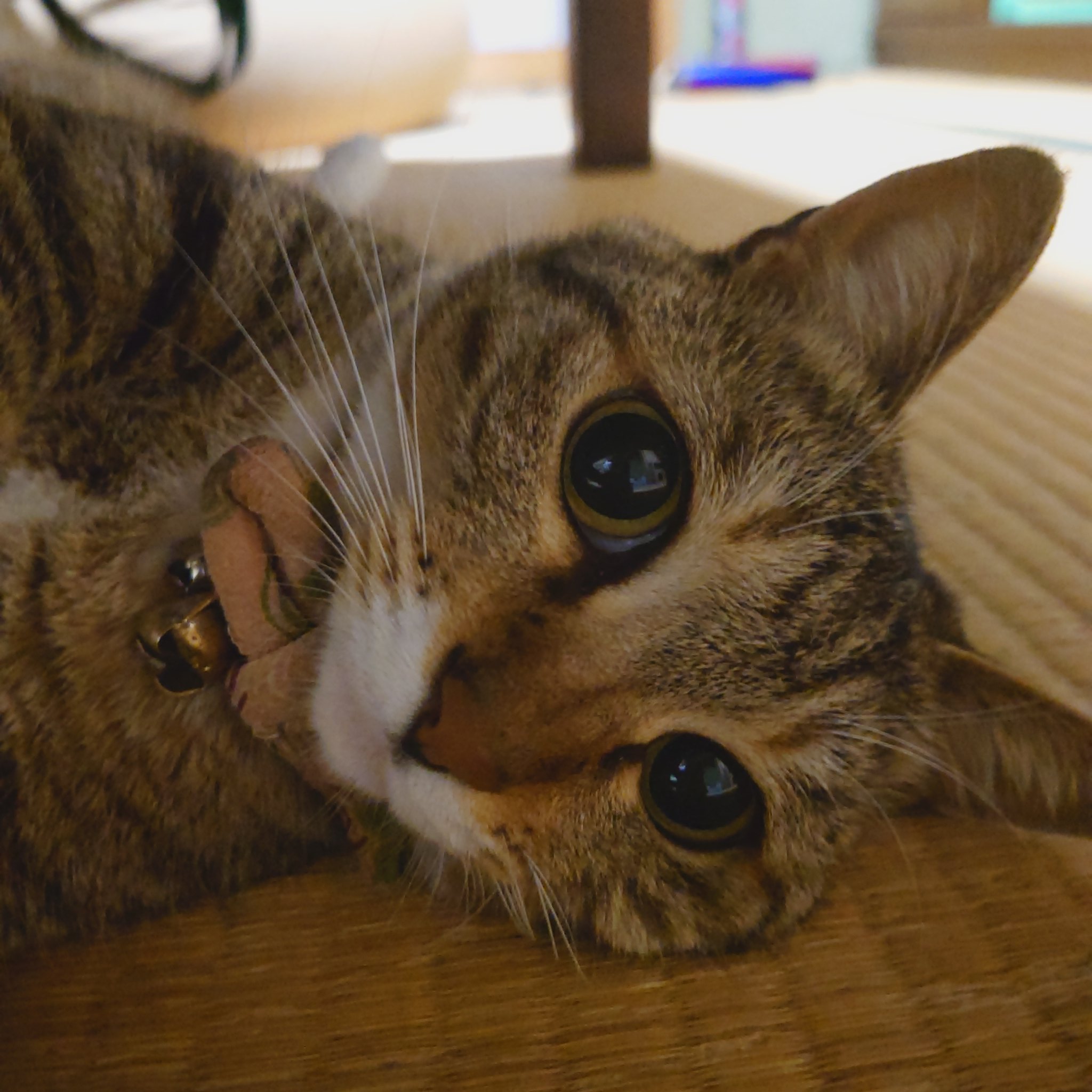 猫 3匹と楽しい 毎日 時々仕事もね Mukuyonn Twitter