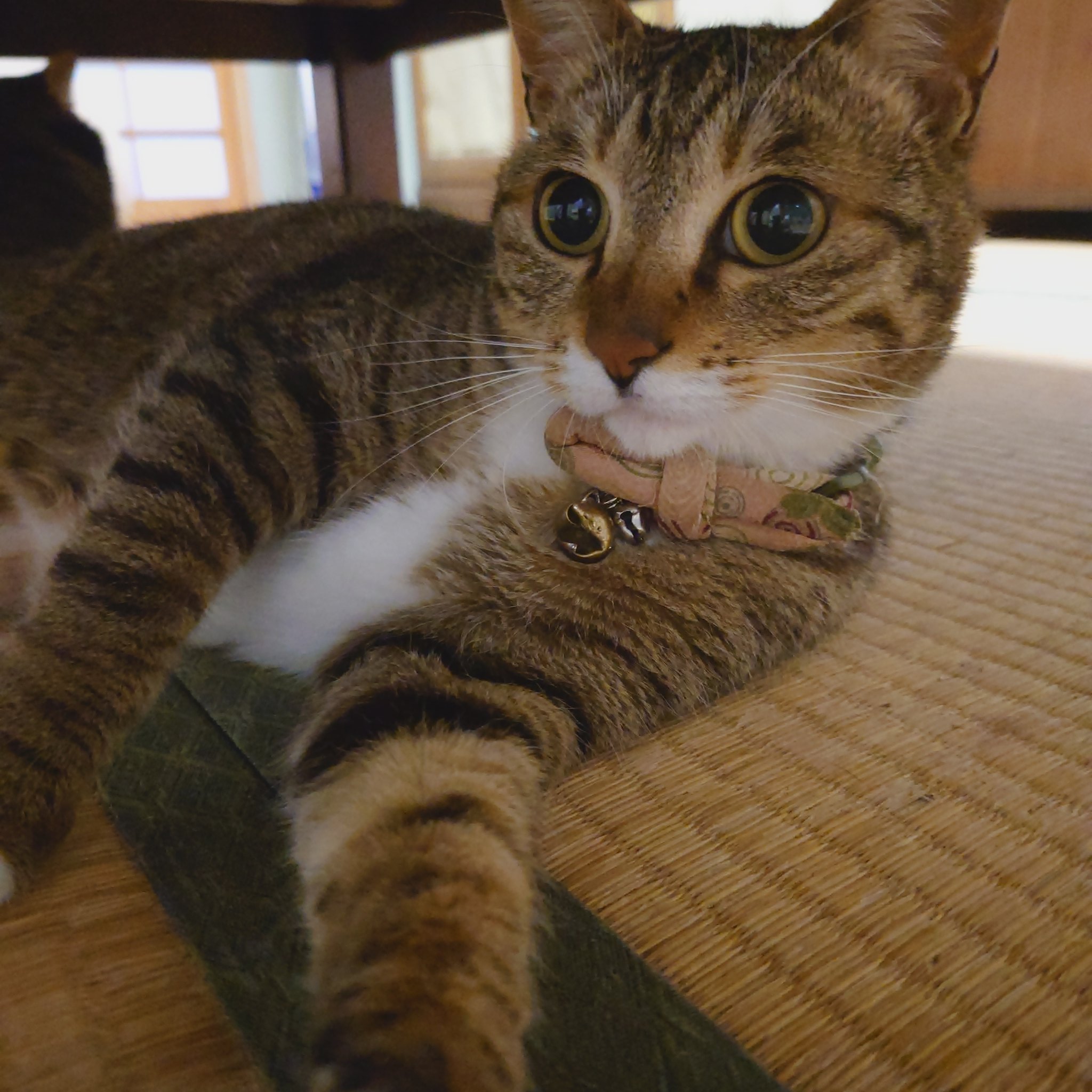 猫 3匹と楽しい 毎日 時々仕事もね Mukuyonn Twitter