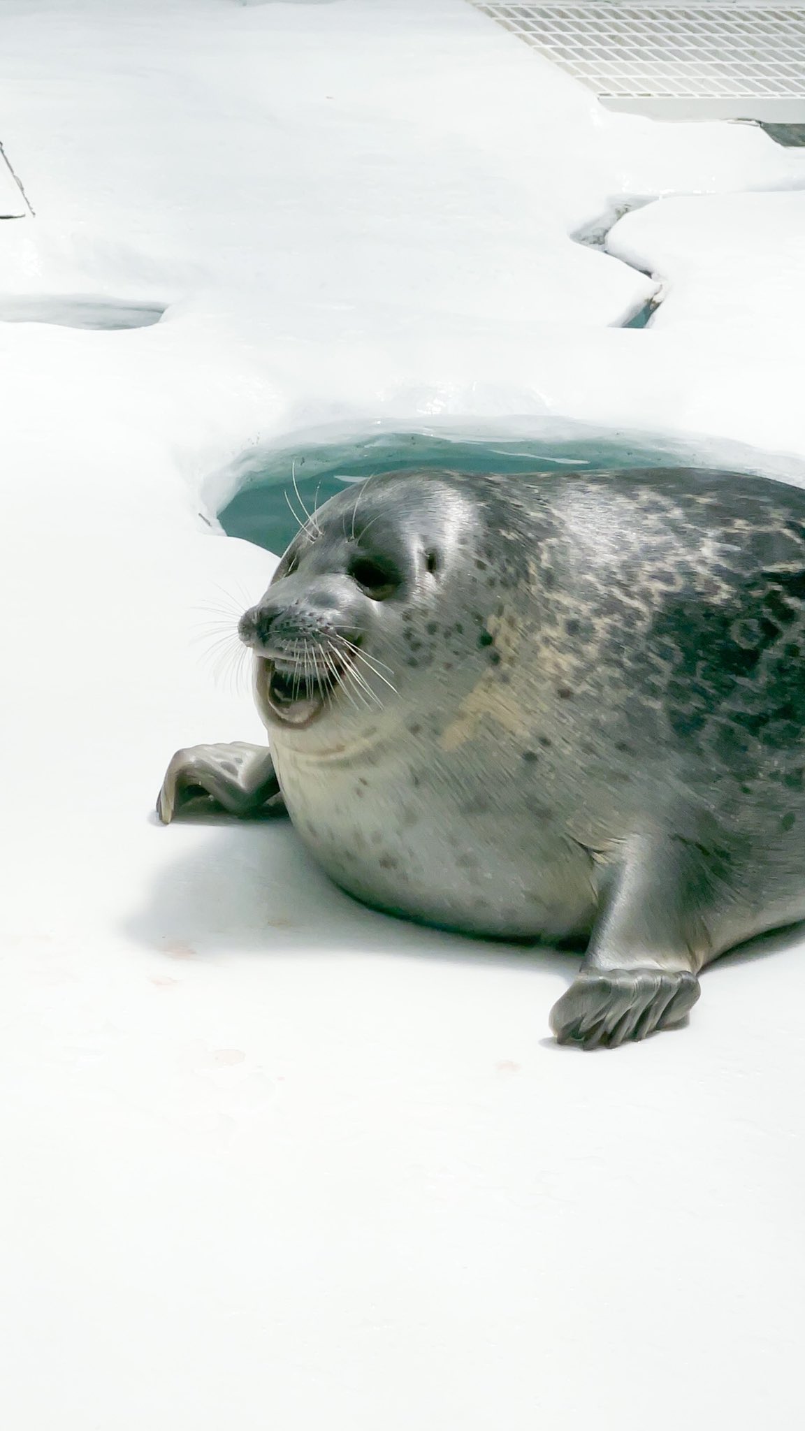 ダフィナ カメラ女子 ミゾレさん 人間を嘲笑う 海遊館 ミゾレ ワモンアザラシ T Co Embqixnvrj Twitter