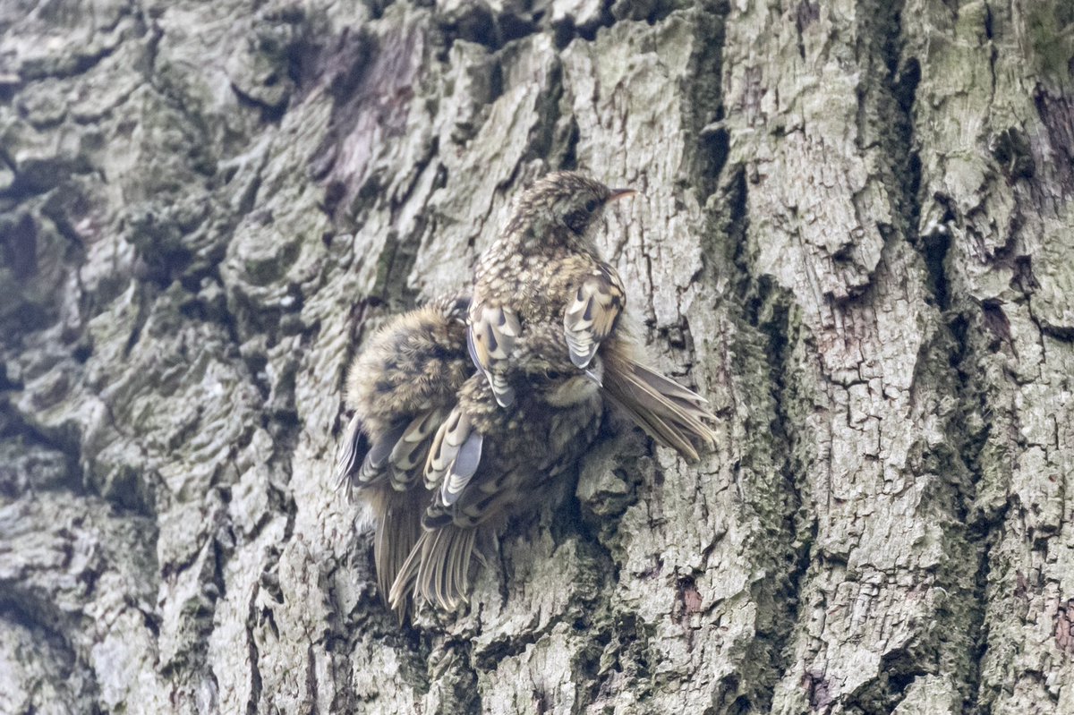 bikebunny1's tweet photo. Treecreeper mum feeding & fledglings stretching wings, so well camouflaged clinging onto the bark #RichmondPark @theroyalparks @BBCSpringwatch @LondonBirdClub @RSPB_Richmond @_BTO @FRPTweets @parkbirdslondon #londonbirds #Springwatch #birding #Springwatch2022 #Treecreeper https://t.co/xDN0hF8ccQ