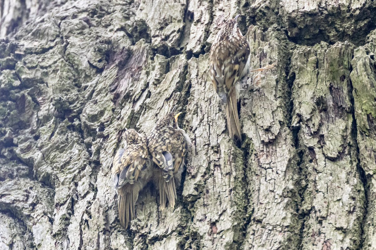 bikebunny1's tweet photo. Treecreeper mum feeding & fledglings stretching wings, so well camouflaged clinging onto the bark #RichmondPark @theroyalparks @BBCSpringwatch @LondonBirdClub @RSPB_Richmond @_BTO @FRPTweets @parkbirdslondon #londonbirds #Springwatch #birding #Springwatch2022 #Treecreeper https://t.co/xDN0hF8ccQ