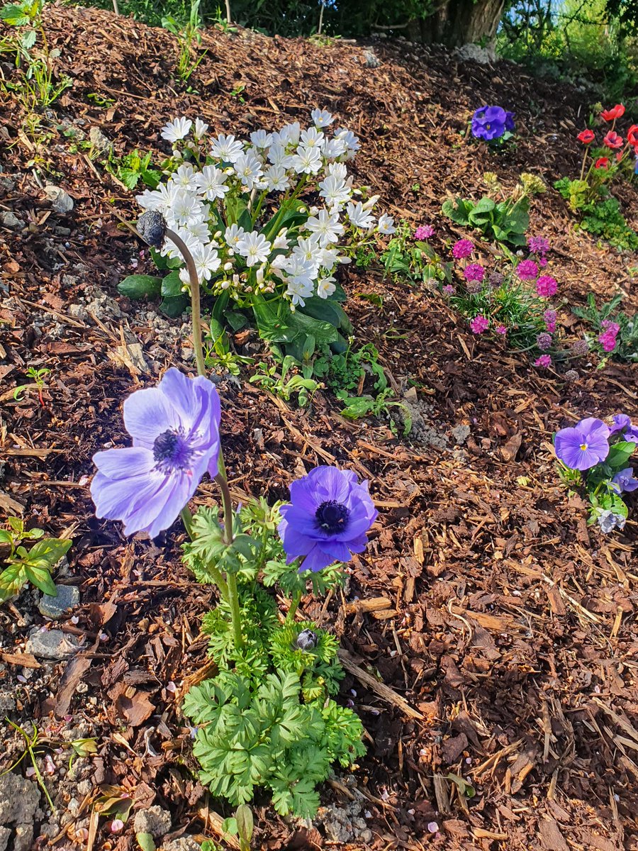 Nothing like a stroll through our biodiversity garden when its in full bloom on a sunny Friday leading into the bank holiday weekend 
#biodiversity #sunshine