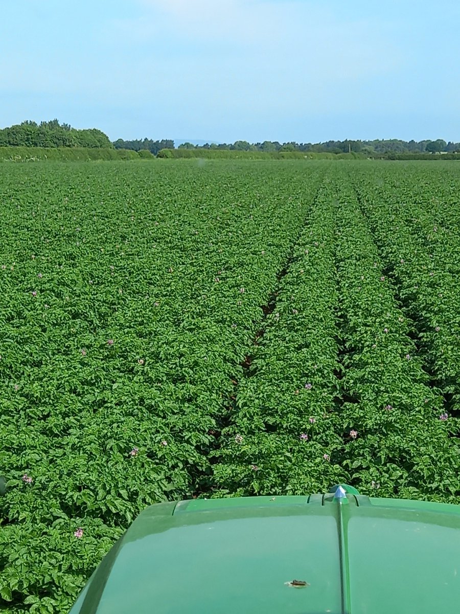 FarmerNigel24's tweet photo. Accord looking good in morning sun. #Shropshire #chippys https://t.co/xWvJyFUr8i