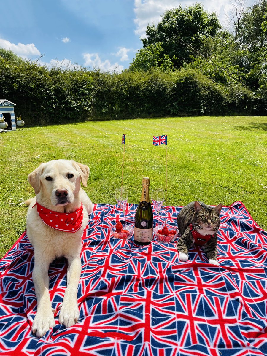 Beau (🐕) and Dotty (🐈‍⬛) enjoying the Platinum Jubilee with champagne and strawberries. <a href="/thismorning/">This Morning</a> #ThisMorning