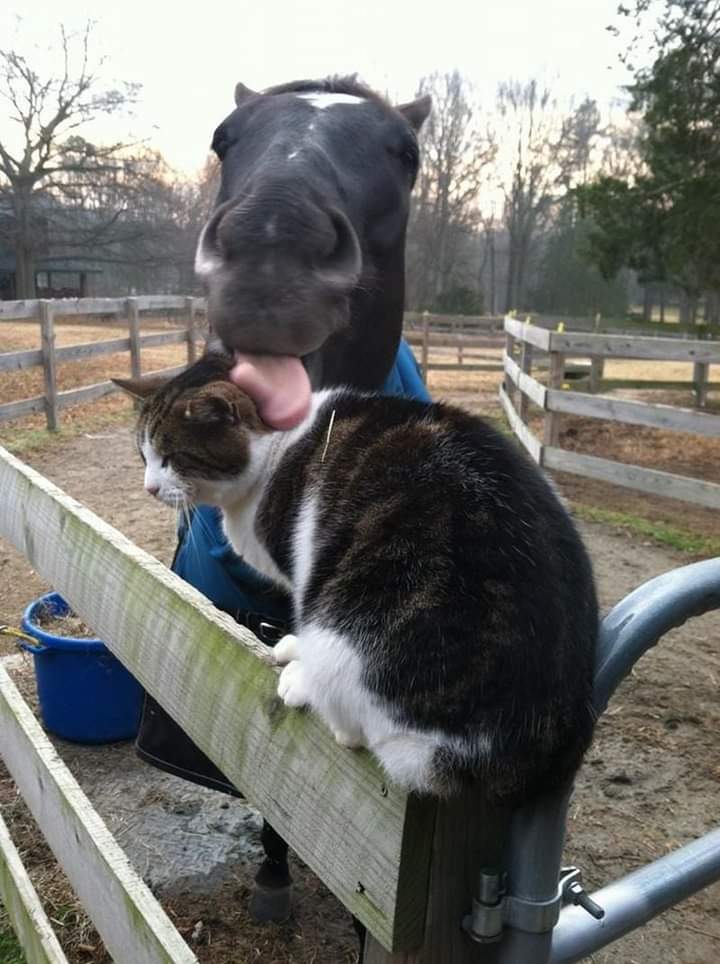 Sari_Friends's tweet photo. ❃❃❃ SO LOVELY 🥰❤😍
#nature #CatsOnTwitter  #animals https://t.co/cnGiRG2QLk