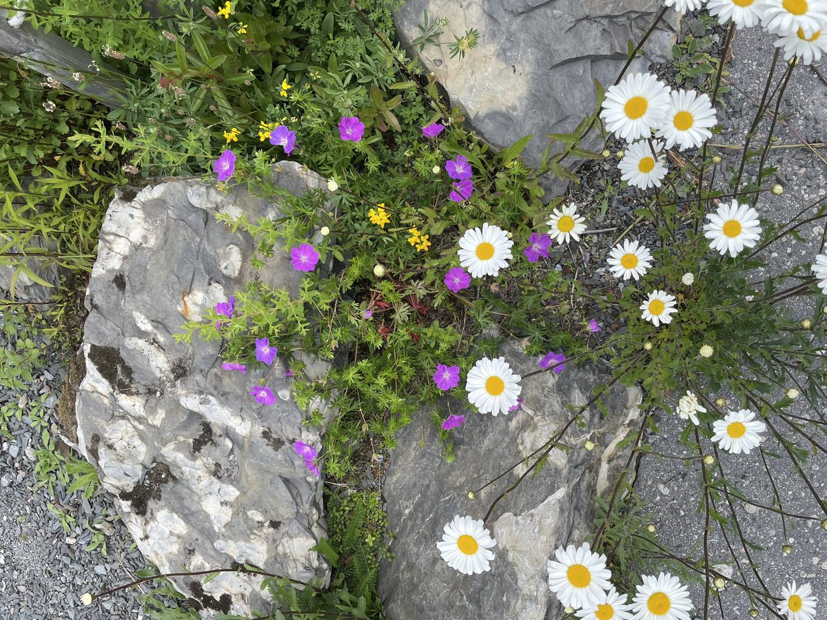 J & L Gibbons tweet media