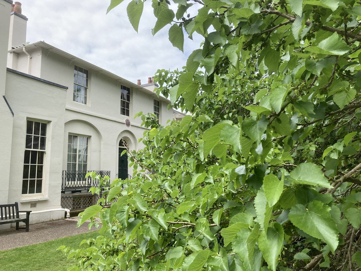 Delighted to see on arriving this morning that our mulberry, which is one of 70 ancient trees to be dedicated to Her Majesty in celebration of the #PlatinumJubilee, is laden with, as yet unripe, fruit. 
#QueensGreenCanopy #KeatsInspired