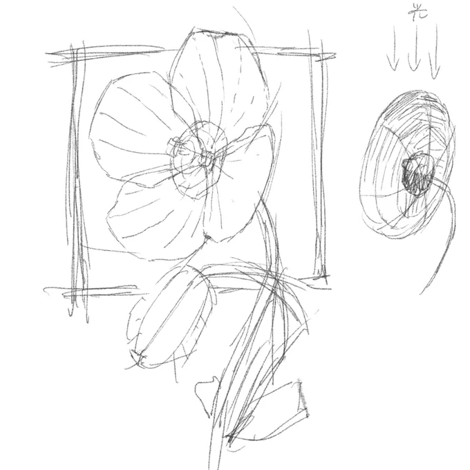色々なケシの画像を見て形を確認
それで自分の描きたいアングルで構成する
#イラスト #デッサン 