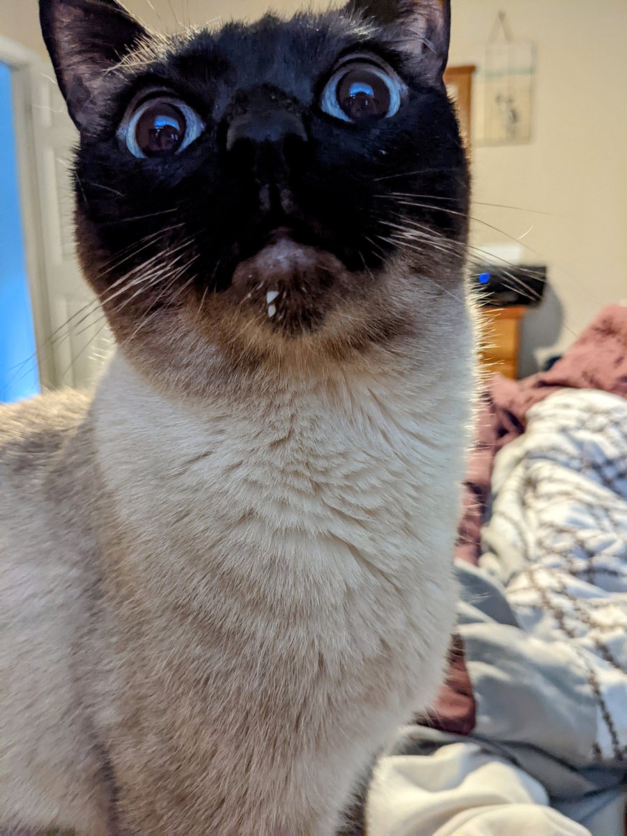 Adairtris's tweet image. Morning routine: Briar likes to snuggle and share the left over cereal milk from breakfast. #milkmoustache #siamesecat #blueeyes #cats #CatsOfTwitter #snuggles #morningroutine #breakfast #rescuecat