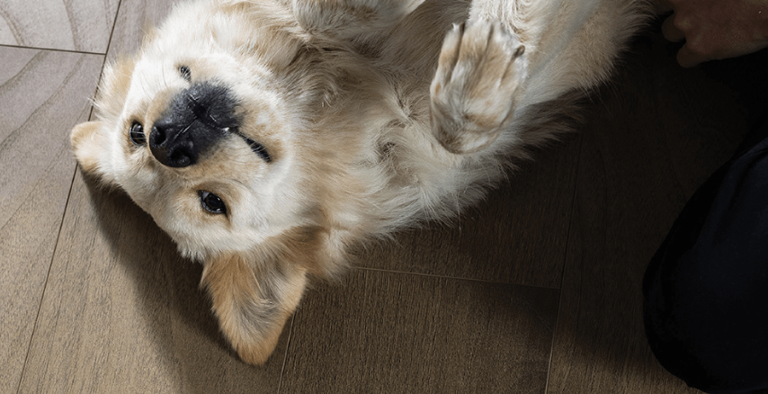 FloordeLisFloor's tweet photo. Shaw Floors' Floorte is durable, easy to install and perfect for a home with furry friends! Find the style that's right for you and your busy home at Floor de Lis Flooring. https://t.co/Q8oEAyOH53