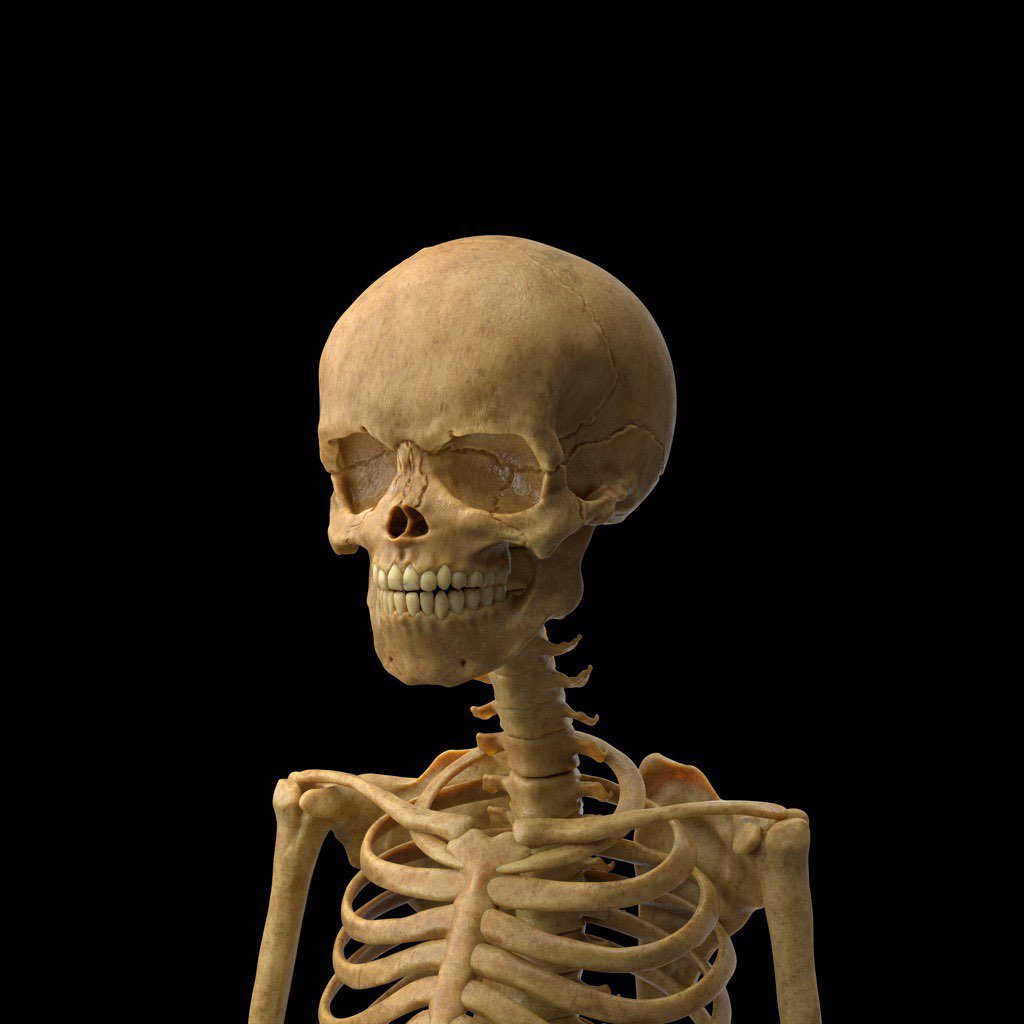 NFTrobbie_FLOOZ's tweet photo. A FIRST LOOK AT THE SKELETON! 💀 https://t.co/mybFmo5B9C