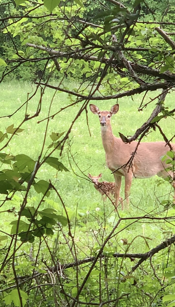 First fawn sighting of the year. It’s amazing what these encounters do to lift our mood. Nature offers so many benefits to wellness.       #NatureBeauty              #Wellbeing                      #fawn