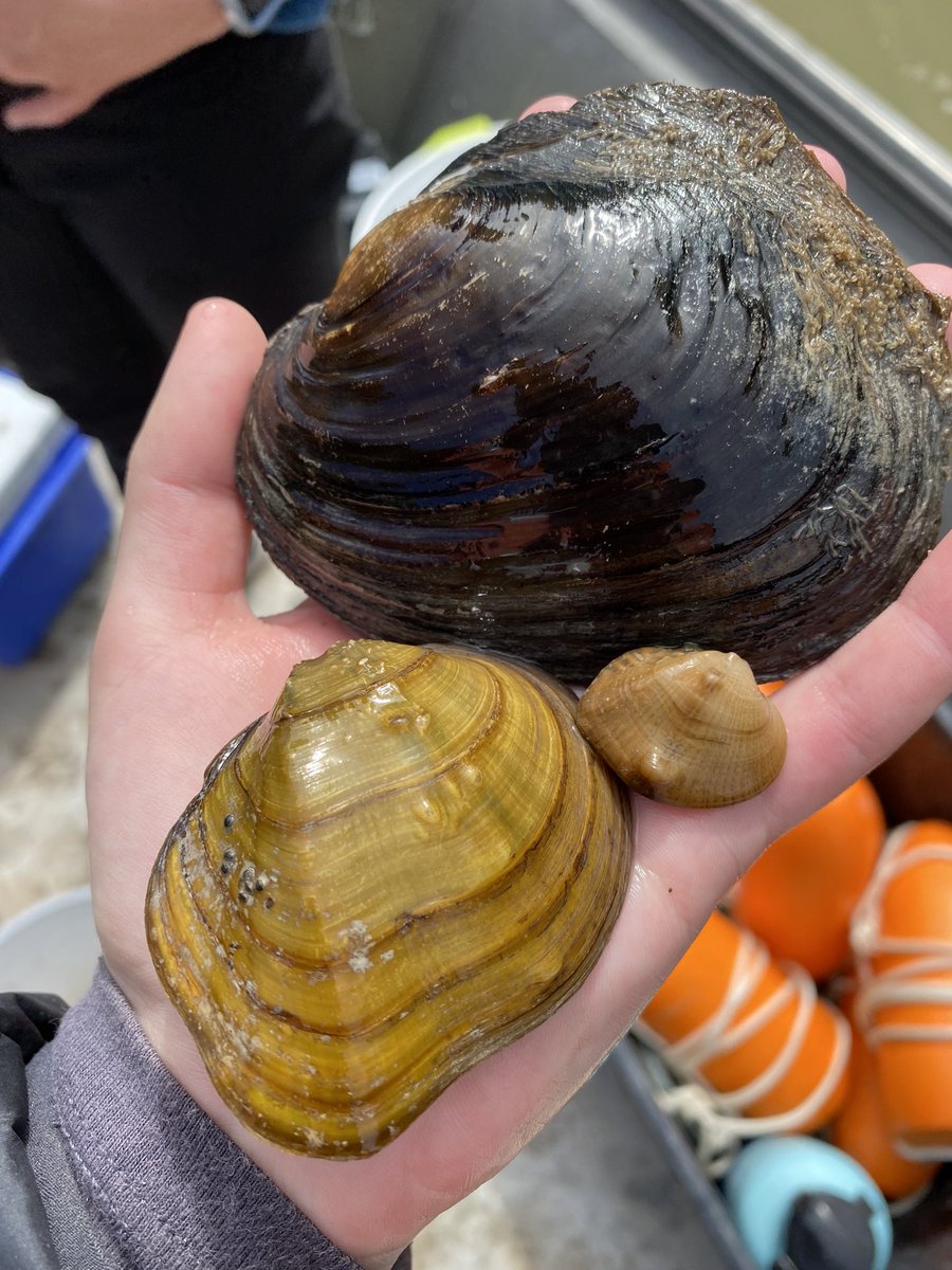 EmilyRLechner's tweet photo. The first image below is of two at risk species. The one on the left with the chevrons is a #fawnsfoot, while the one on the right is a #threehorn #wartyback.
Can you guess any of the other species pictured below?
#FreshWater #Mussels https://t.co/UWRDYyCmIp