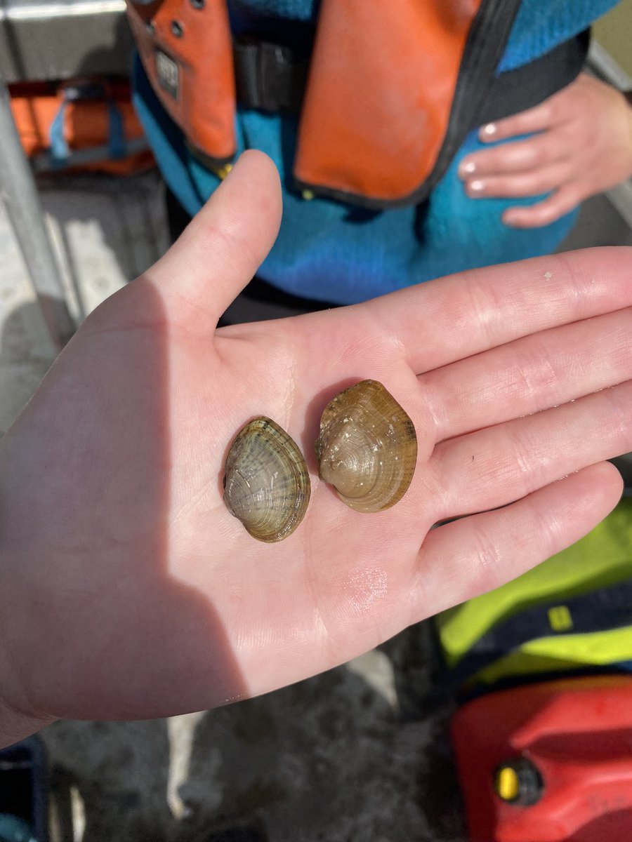 EmilyRLechner's tweet photo. The first image below is of two at risk species. The one on the left with the chevrons is a #fawnsfoot, while the one on the right is a #threehorn #wartyback.
Can you guess any of the other species pictured below?
#FreshWater #Mussels https://t.co/UWRDYyCmIp