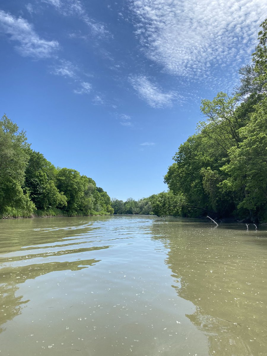 EmilyRLechner's tweet photo. The first image below is of two at risk species. The one on the left with the chevrons is a #fawnsfoot, while the one on the right is a #threehorn #wartyback.
Can you guess any of the other species pictured below?
#FreshWater #Mussels https://t.co/UWRDYyCmIp