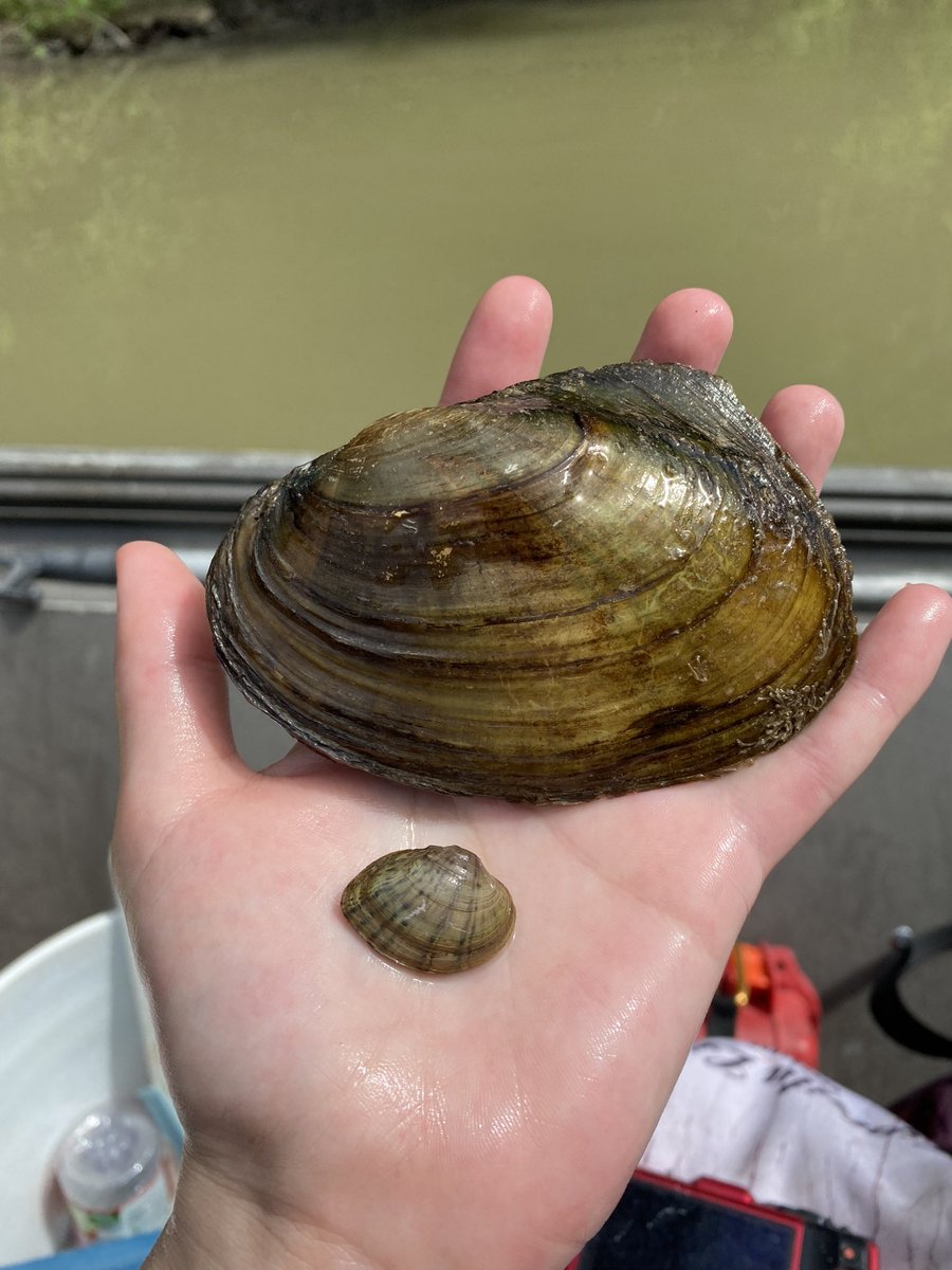 EmilyRLechner's tweet photo. The first image below is of two at risk species. The one on the left with the chevrons is a #fawnsfoot, while the one on the right is a #threehorn #wartyback.
Can you guess any of the other species pictured below?
#FreshWater #Mussels https://t.co/UWRDYyCmIp