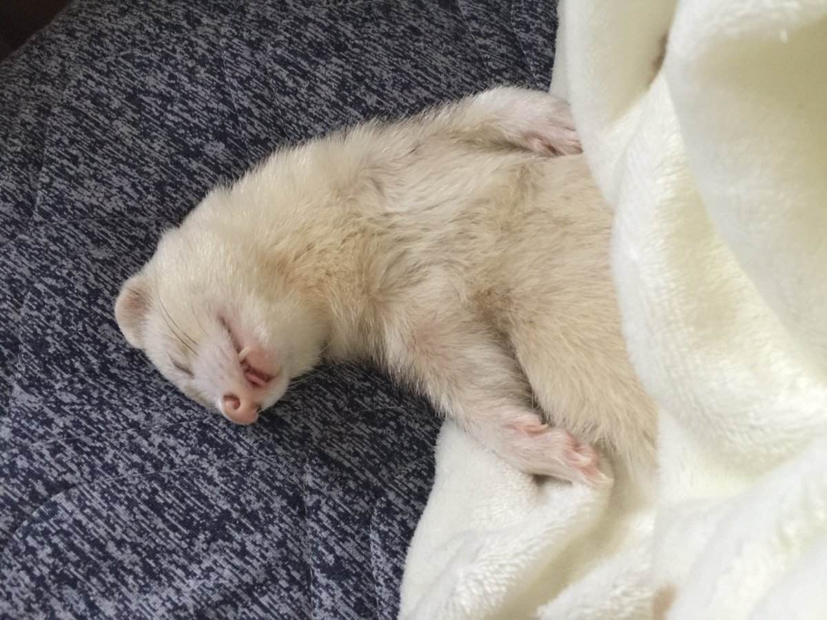 kiruLi's tweet photo. もふもふ天使の舌出し寝💤
(リク)

 #ferret #フェレット #イタチ https://t.co/wgkGfBqIM1