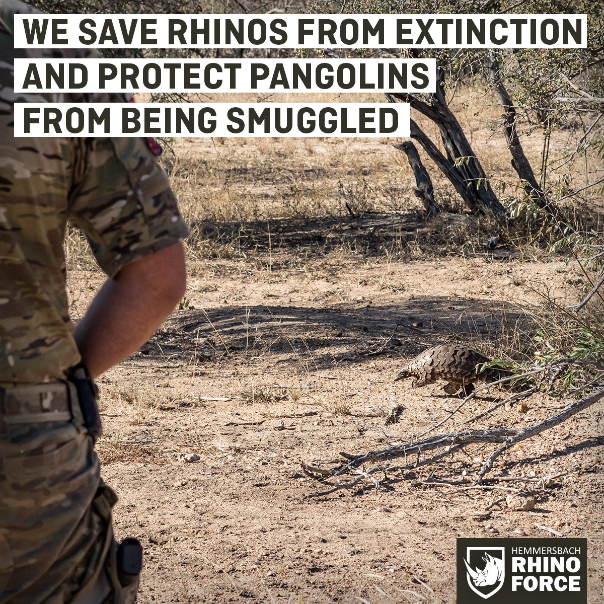 Hemmersbach With Hemmersbach Rhino Force We Save Rhinos From Extinction But We Don T Stop There When We See Animals In Need We Step Up The Pangolin One Of The Most