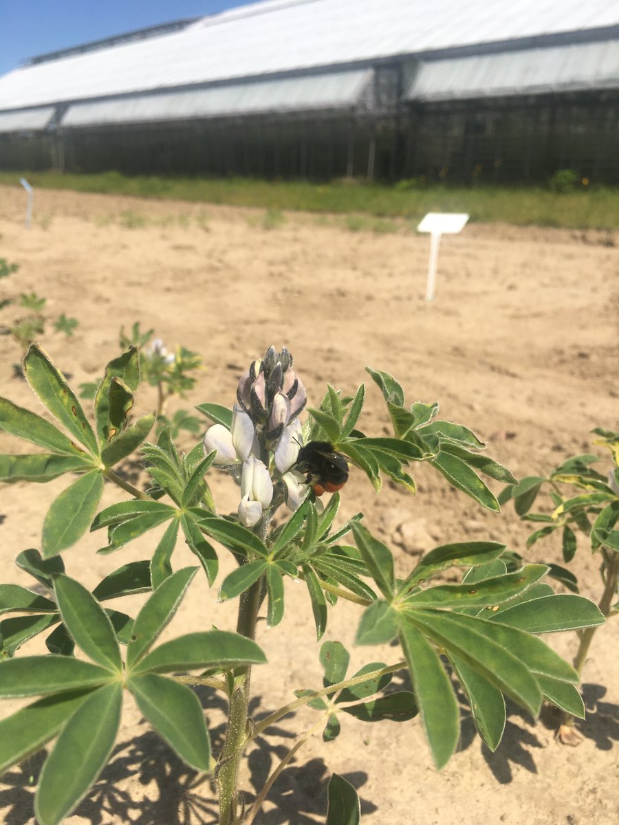 GrumpieKate's tweet photo. Apparently, they seem to enjoy lupins :)
White lupin field trial, approaching full of flowering
#lupin #fieldtrial #field #sunnyday https://t.co/arDrLocHQD
