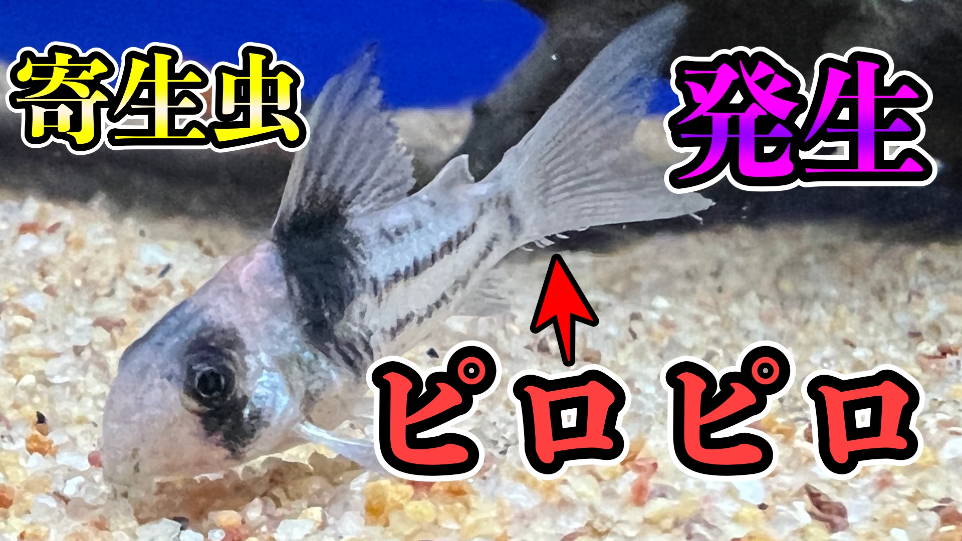 アロ78 ななはち お迎えしたコリドラスに 噂のお寄生虫 ピロピロ発生 まじか T Co 7g1qkfioab 投薬開始 コリドラス 寄生虫 薬浴 ピロピロ T Co 6vxchfo9ws Twitter